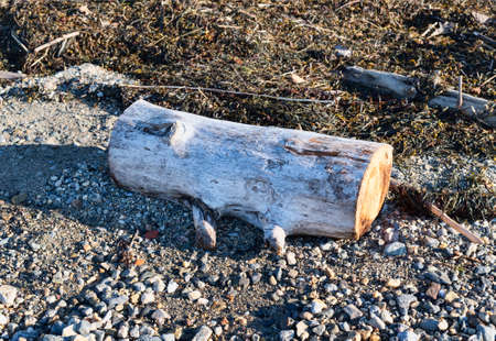 A cut driftwood log on a gravel and seaweed strewn beach in the early morning light.の写真素材