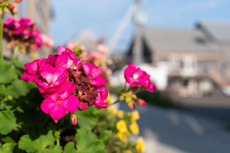 Bright pink flowers in a window box near a street in Belfast, Maine in the summer.の写真素材