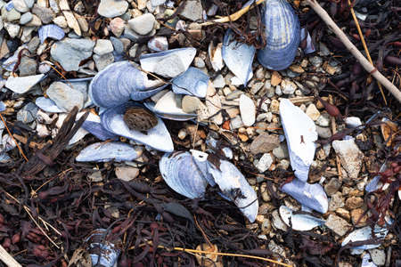Broken mussel seashells and seaweed washed up on shore with a dried walnut among colorful rocks.