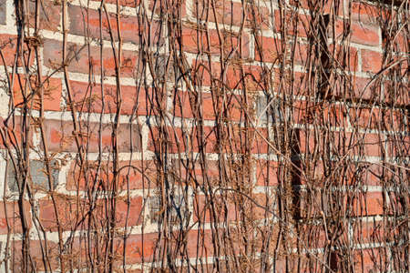 Close view of a very old brick wall with leafless vines illuminated with morning light.の写真素材