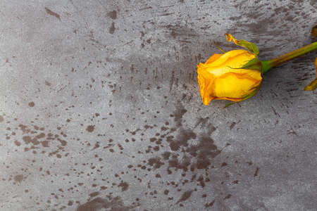Overhead view of a single wilting yellow rose on a gray mottled background illuminated with natural lighting.の写真素材