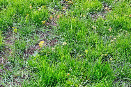 Green lawn that is not mowed with small oak trees growing among patches of dirt.の写真素材