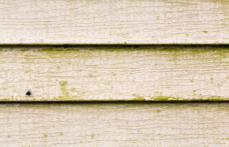 Close view of several rows of beige vinyl siding with a large amount of green mold growing on the surface.の写真素材