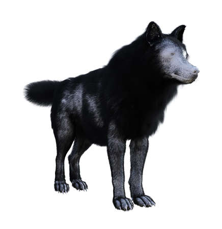 3d illustration of a wolf with black and white fur standing and looking isolated on a white...