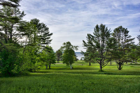 View of the trees and lawn of a state park in Maine in the early morning light.の写真素材