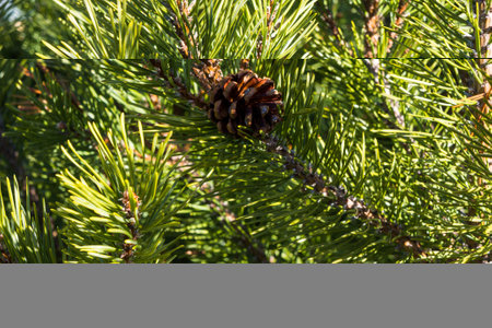 Close view of a mountain pine tree with a pinecone in the early morning light.