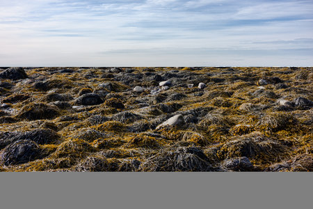 The coast of Maine at low tide with expanse of rocks covered with seaweed in the early morning...