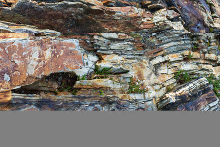 Colorful rock ledges with flowering plants growing in the cracks on the coast of Maine.