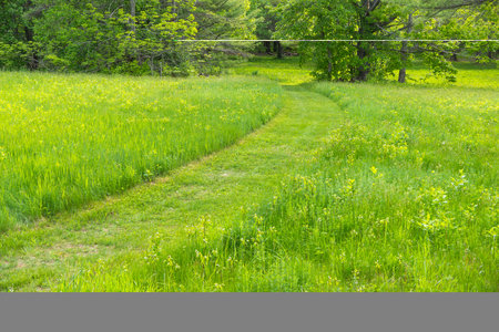 Neatly mowed path through an overgrown lawn into woods late spring in Maine.の写真素材