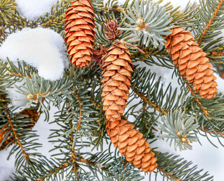 Close up image of pine cones with snow on spruce bow.の写真素材