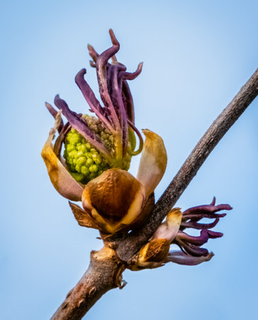Close up image of an emerging ash bush bud on a single branch in the spring time. The bud is very colorful with lots of detail and texture.の写真素材