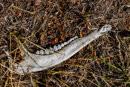A close up image of a whitetail deer jaw bone sitting on the forest floor showing sharp back teethの写真素材