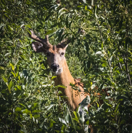 An image of a whitetail buck hiding in green bushes with only a part of his body showing. His antlers are still covered in velvet. It shows him alert but also curious.の写真素材