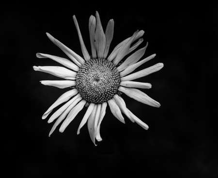 Close up black and white image of a single white daisy bloom against a black background. It conveys simplicity, peace and tranquility.の写真素材