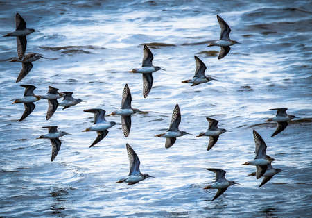 Image of a group of seabirds flying closely together with their wings extended. There is a cool blue color to the image with the water in the background.の写真素材