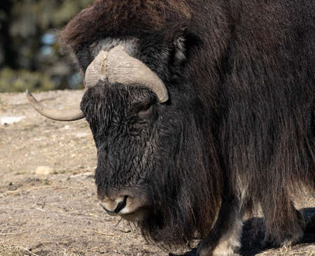 Portrait view of a musk ox. The animal has long black hair and the texture of the horns is vivid. One horn is shorter than the other.の写真素材