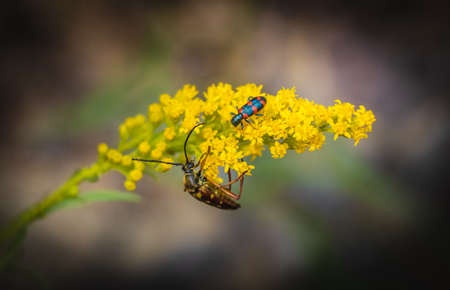 Close up image of two bugs sitting on a bright yellow flower.の写真素材