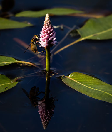 Close up image of a water plant with a bright pink bloom floating in the water. A bee is sitting on the bloom.の写真素材
