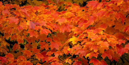 Close up image of bright red maple leaves in the fall.の写真素材