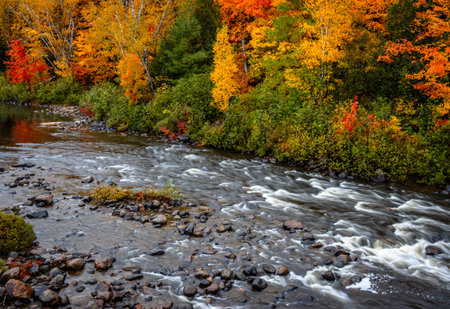 Colorful image of trees in vibrant fall colors next to a stream in Northern Ontario.の写真素材