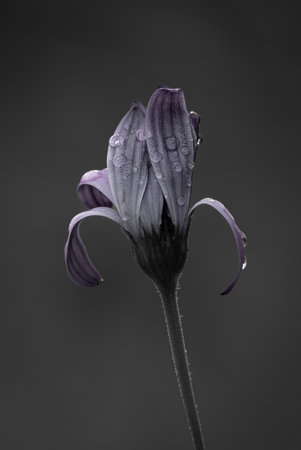Simple moody image of a delicate purple flower covered in water droplets conveying a tranquil and peaceful feeling.の写真素材