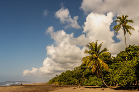 Warm image of a deserted beach and jungle along the coast of Costa Rica. Palm trees are seen rising in the background.の写真素材