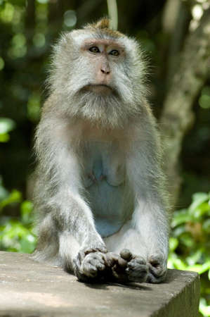 Monkey sitting in meditative stance