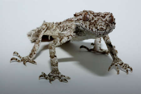 Leaf Tailed Gecko in lightbox