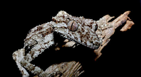 Leaf Tailed Gecko sitting on logの写真素材