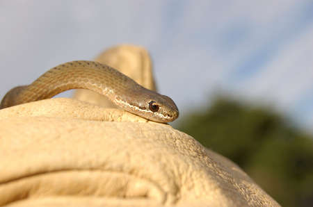 White Lipped Snake sitting on gloved handの写真素材