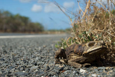 Cane toad sitting on roadside, dead toad burned from bushfireの写真素材