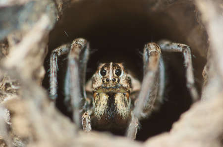 Wolf Spider sitting at top of hillの写真素材