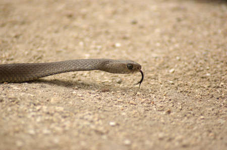 brown snake on ground with tongue outの写真素材