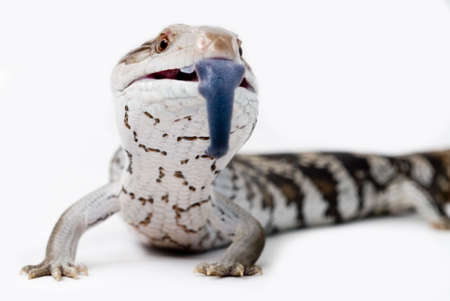 Blue Toung Lizard Isolated By Whiteの写真素材