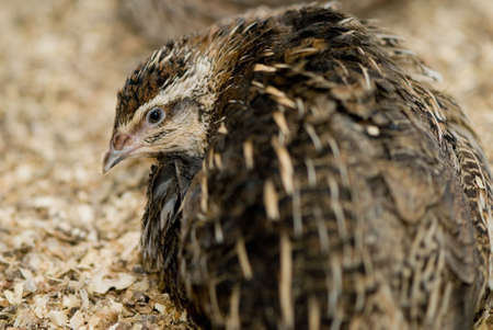 Looking over shoulderの写真素材