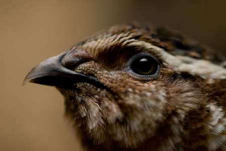 Quail head macroの写真素材