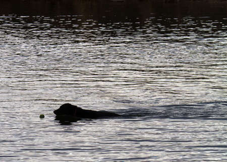 silhouette of black dog swimming to fetch a tennis ball in a pondの写真素材