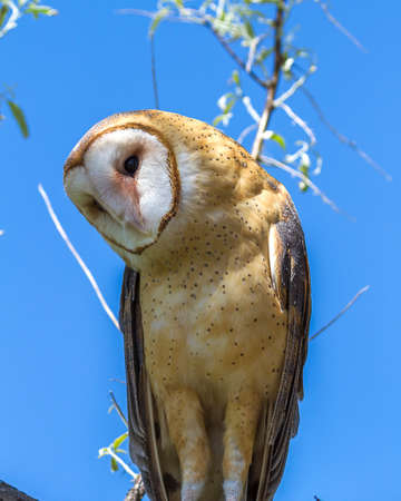 Barn owl on branch against a blue sky with headed cocked to the side.の写真素材
