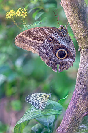 A butterfly appears to defy gravity as it rests on a treeの写真素材