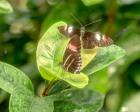 Two butterflies find refuge on top a tropical plantの写真素材