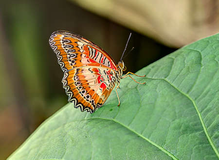 The delicate legs and antenna compliment the detailed pattern of the butterflies wingsの写真素材