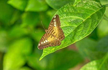 A butterfly stands out against the sea of tropical greenの写真素材