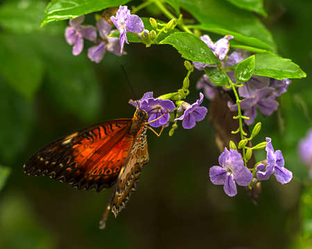 The bright orange of the butterflies wings mix with the delicate purple flowersの写真素材