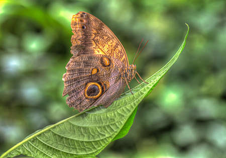 A butterfly reaches the end of an curved green leafの写真素材