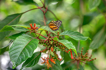 A butterfly searches a flower for a snackの写真素材