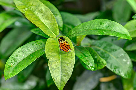 The lush tropical green leaves provide a haven for this butterflyの写真素材