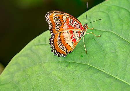 The beautifly delicate patterns on the wings of the butterfly set it off against the green of the leafの写真素材