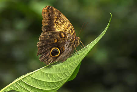 Light captures the wings of this butterfly resting on this curved leafの写真素材