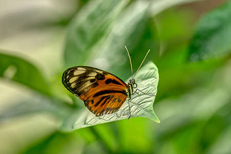 With antenna alert a butterfly rests in morning light on a lush green leafの写真素材