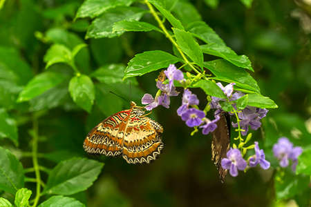 A butterfly hangs on searching for nectar in the delicate purple flowersの写真素材